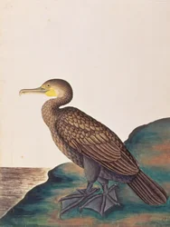 Cormorano Maggiore, da Disegni di Uccelli di Malacca, c.1805-18